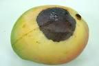 C:\Users\User\Desktop\Carbendazim\mango-antracnose fruit.jpg