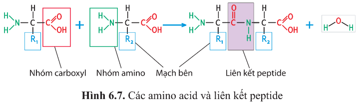 BÀI 6 - CÁC PHÂN TỬ SINH HỌC