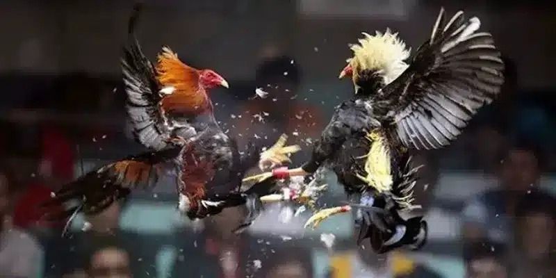 Quy định của luật chơi đá gà về việc xử lý các tình huống tranh cãi