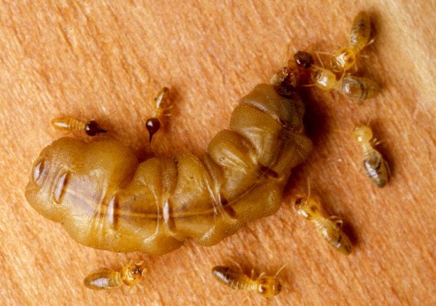 termites in africa