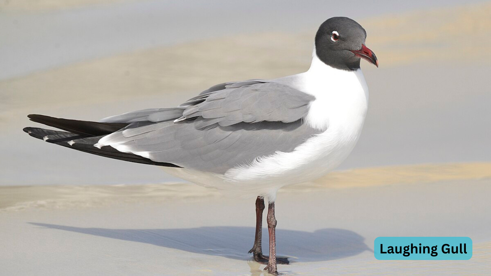 Laughing Gull