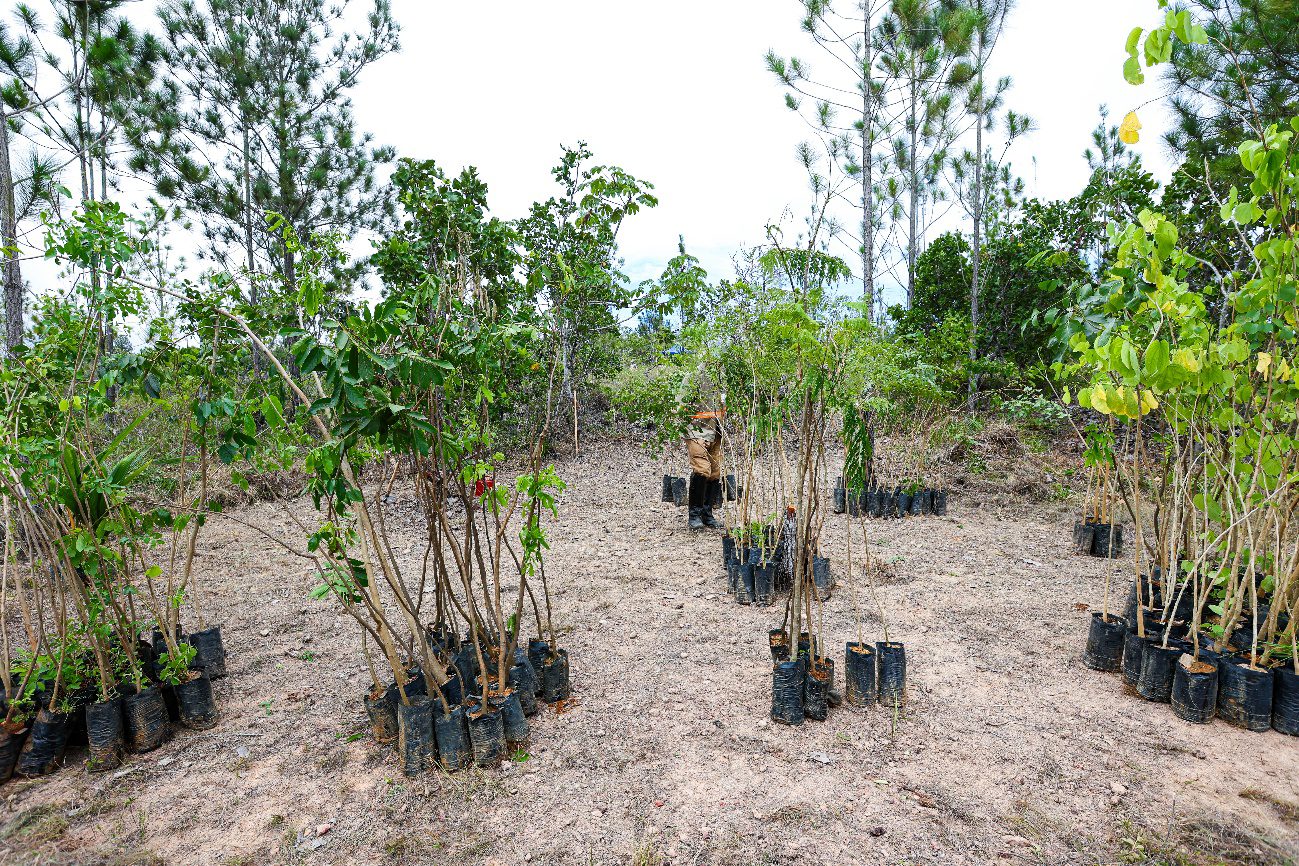 Planta e árvore na floresta

O conteúdo gerado por IA pode estar incorreto.