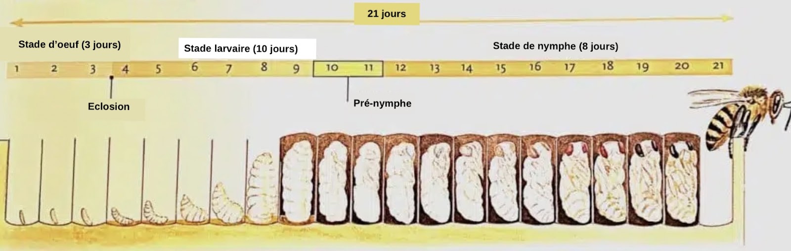 Qui est qui dans la ruche ? Une société très structurée - APICULTEUR DÉBUTANT