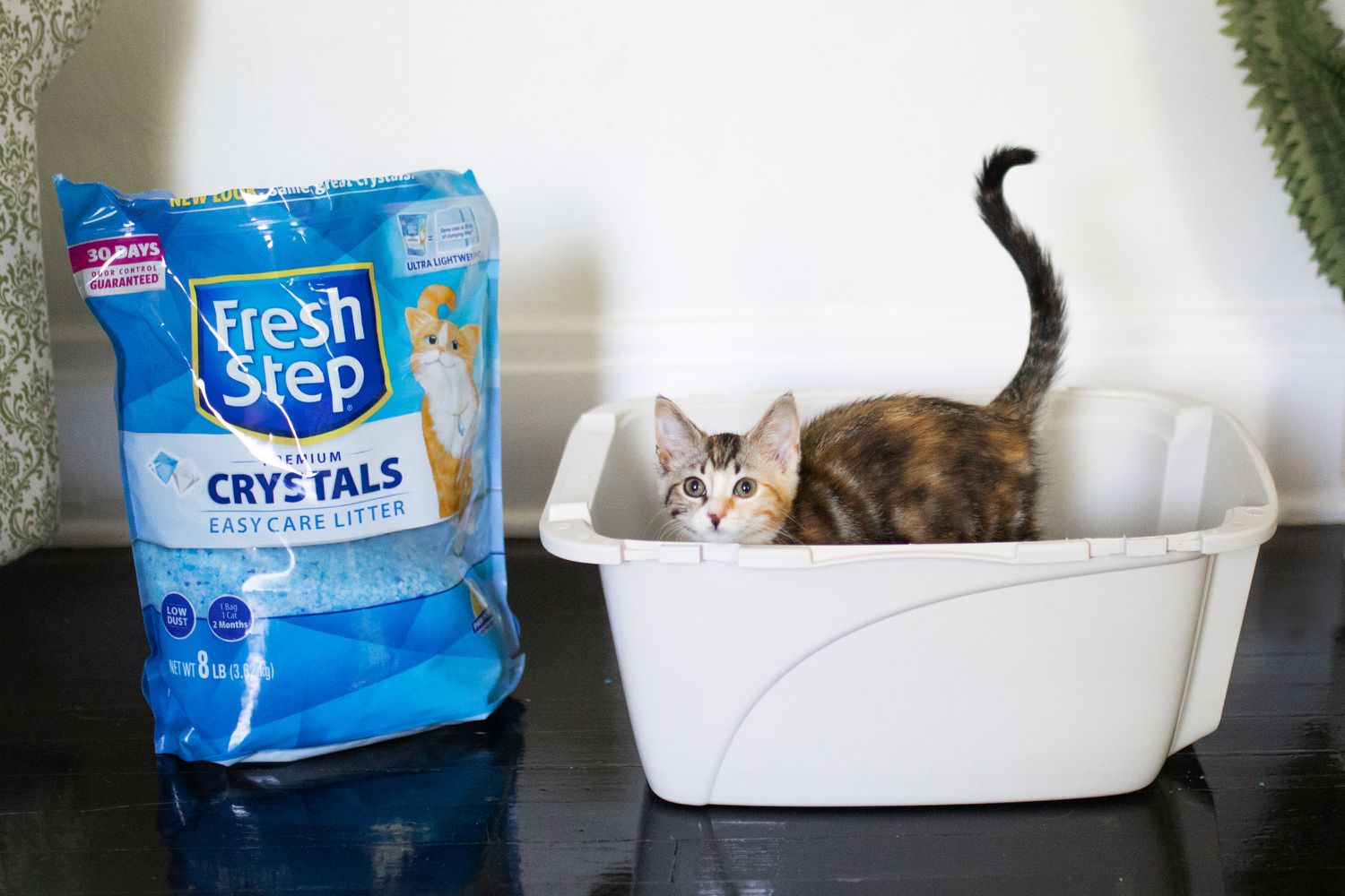 Fresh Step Cat Litter Reviews: Unbiased Insights & Tips