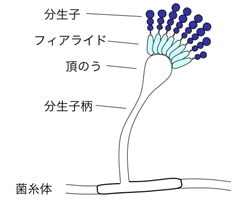 https://upload.wikimedia.org/wikipedia/commons/5/53/Aspergillus_illust.png