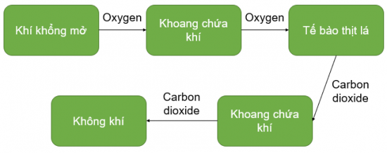 CHỦ ĐỀ 7. KHÁI NIỆM TRAO ĐỔI CHẤT VÀ CHUYỂN HOÁ NĂNG LƯỢNG Ở SINH VẬTBÀI 27: TRAO ĐỔI KHÍ Ở SINH VẬT