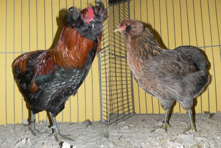 GALLINA ARAUCANA | Cría y Venta de Faisanes