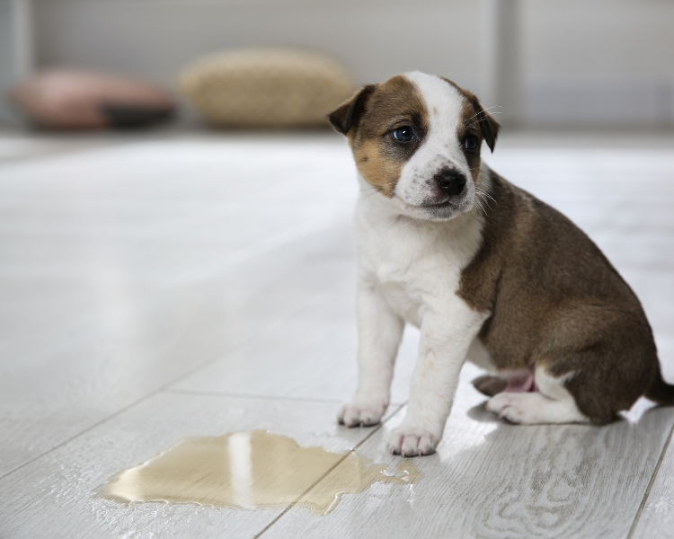 Dog-friendly waterproof floors