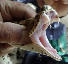 Siliguri: - Snake - Venom - Confiscated - By - The - Police -  Authoritie