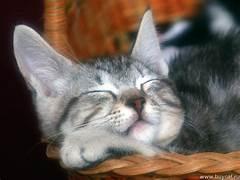 A cat sleeping in a basket

Description automatically generated