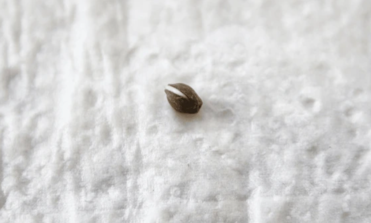 Why Germination is Important