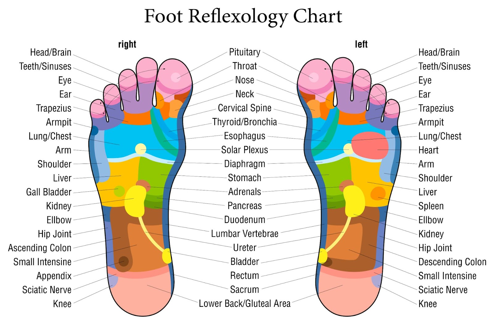 Foot Reflexology Chart