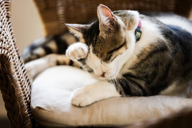 A cat lying on a pillow

Description automatically generated