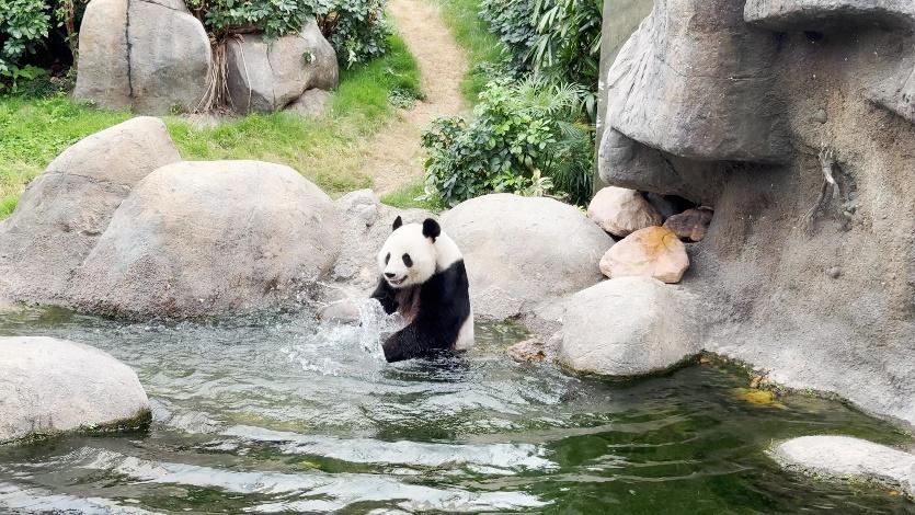 生活-海洋公園-熊貓-家姐-細佬