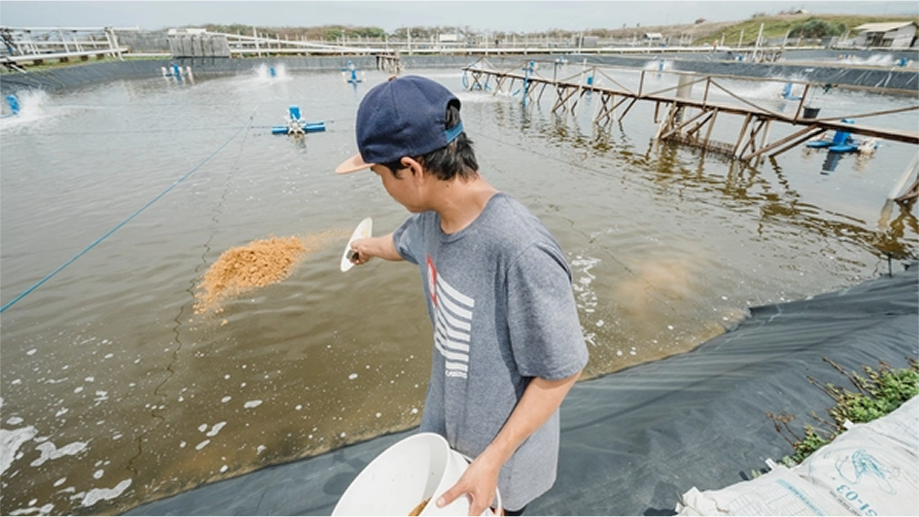 Feeding Activities in Shrimp Ponds