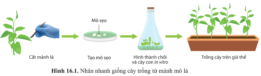 BÀI 16 - CÔNG NGHỆ TẾ BÀO