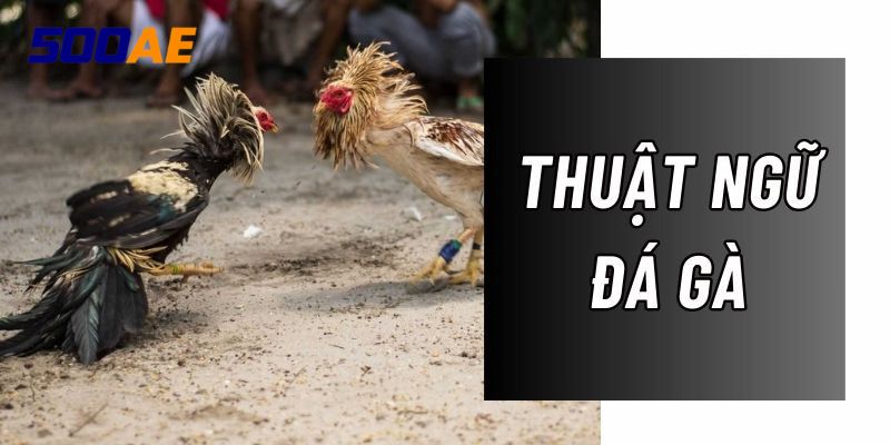 500ae giải thích thuật ngữ đá gà