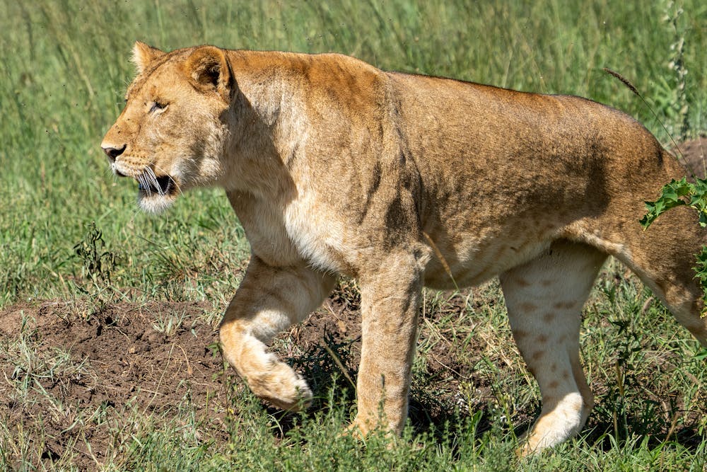 Lioness in Savannah