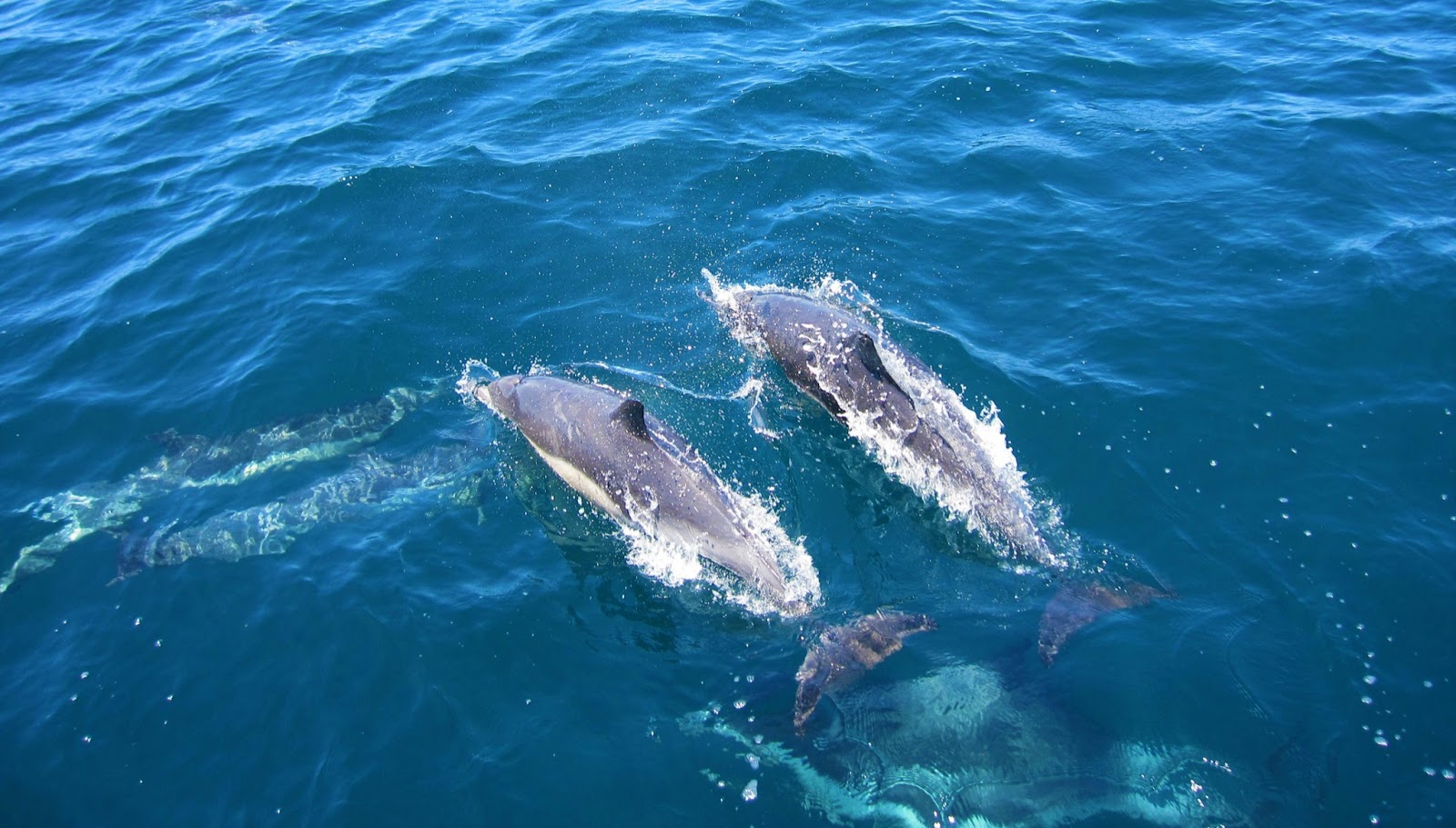 Dolphin and whale watching in Kalpitiya, Sri Lanka