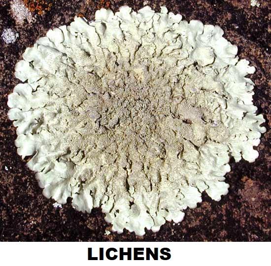 E:\savinay\curtasiae lichens.jpg