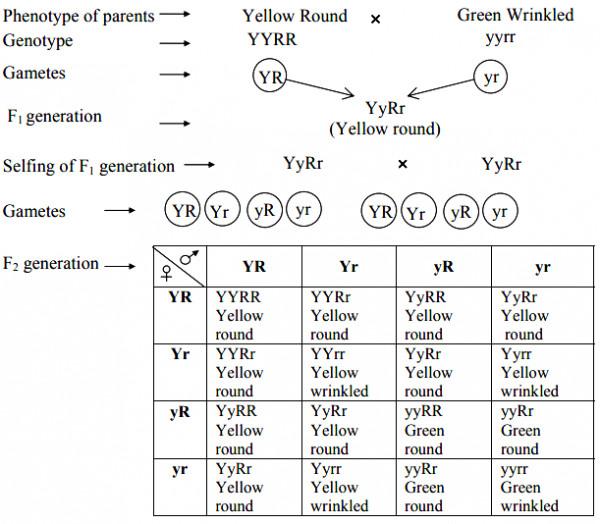 Explain dihybrid cross with suitable example. - Sarthaks eConnect | Largest  Online Education Community