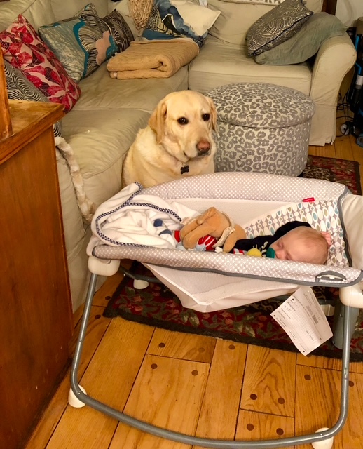 labrador with baby