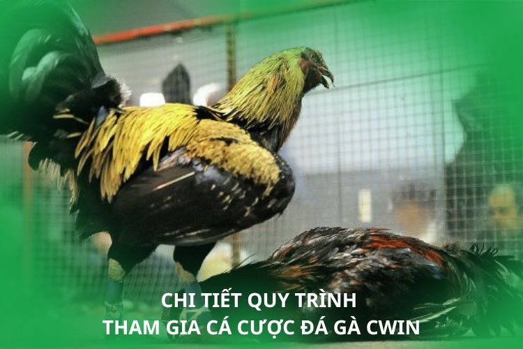 Chi tiết quy trình tham gia cá cược đá gà CWIN