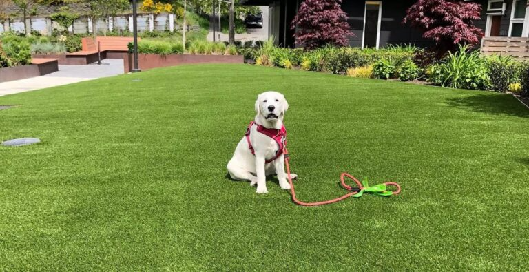 Why Artificial Turf Is Perfect for Pet Owners