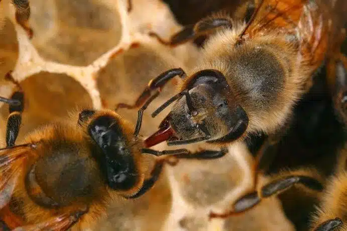 Trophallaxie : échange de nourriture et communication - APICULTEUR DÉBUTANT