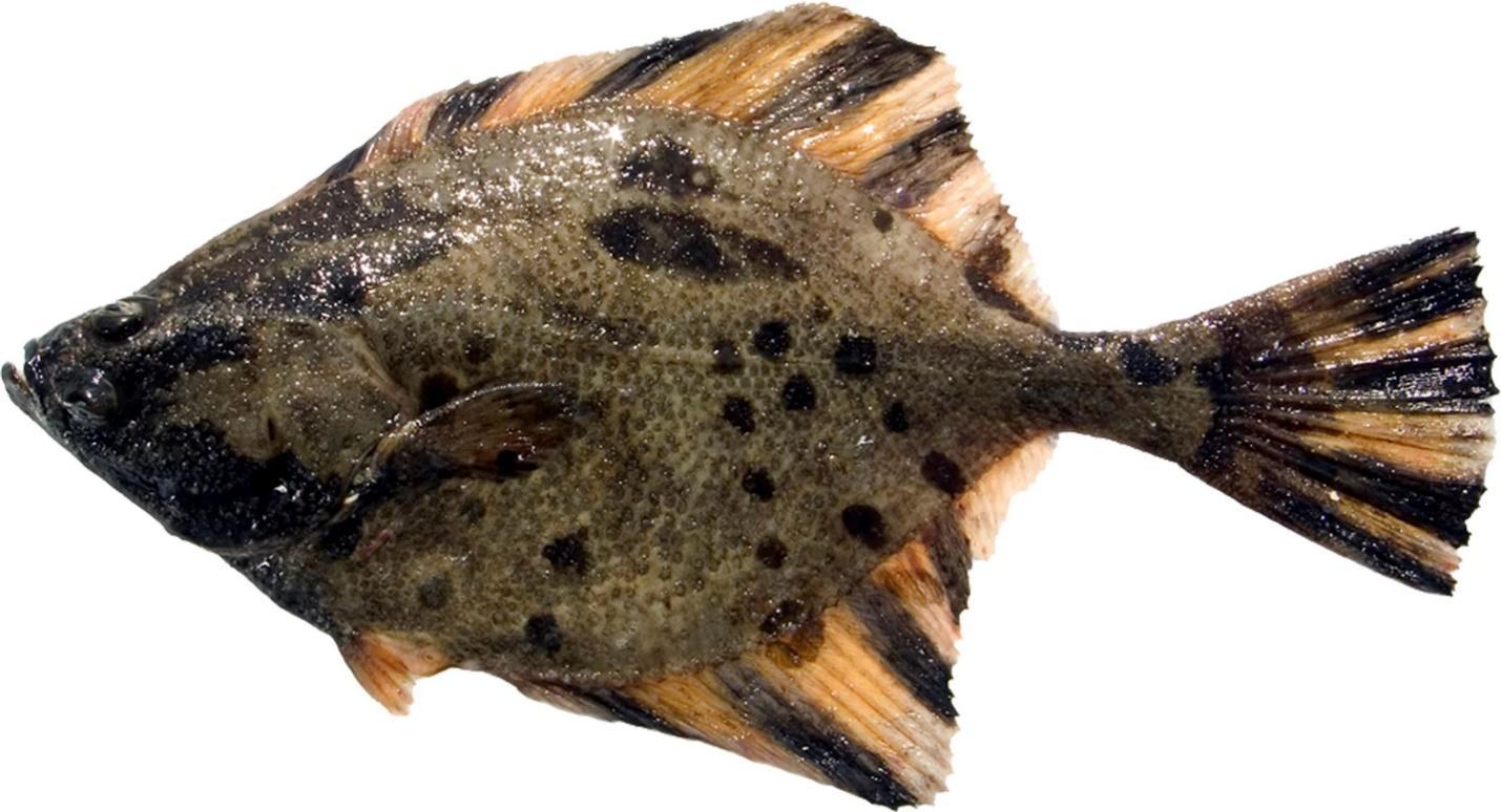 A Starry Flounder