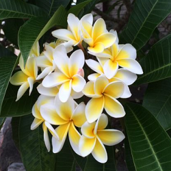 White Frangipani Flower