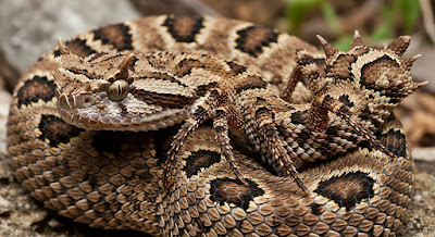 Snake Smuggling