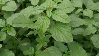 green colour leaves