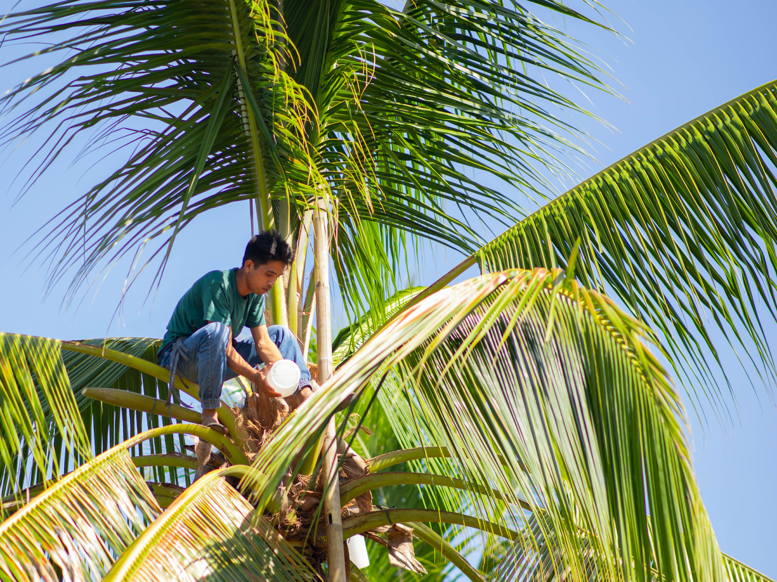 COCOES Organic Coconut Sap Harvest