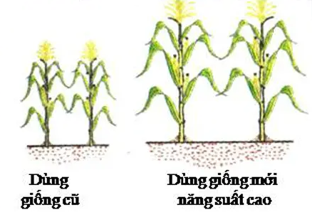 Giải bài 11 Khái niệm và vai trò của giống cây trồng