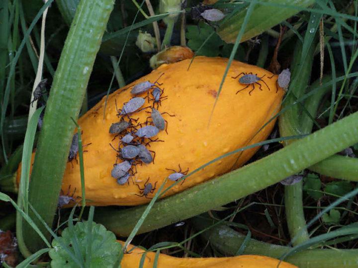 Infestation of Squash Bugs on a Pumpkin