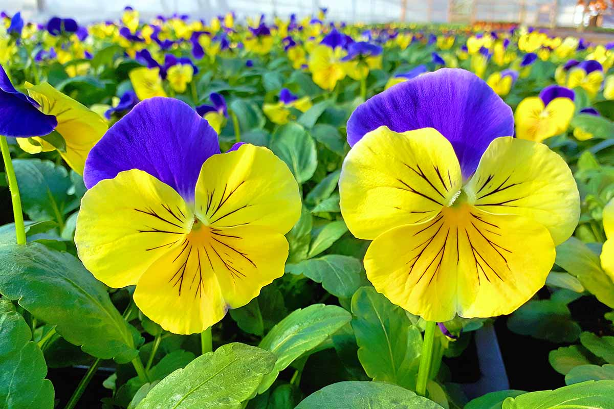 Pansies