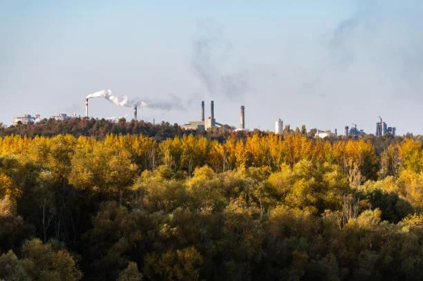 12 Moments When Forests Breathe, forest breathing, atmospheric woods, nature, landscape, living trees, earthy air