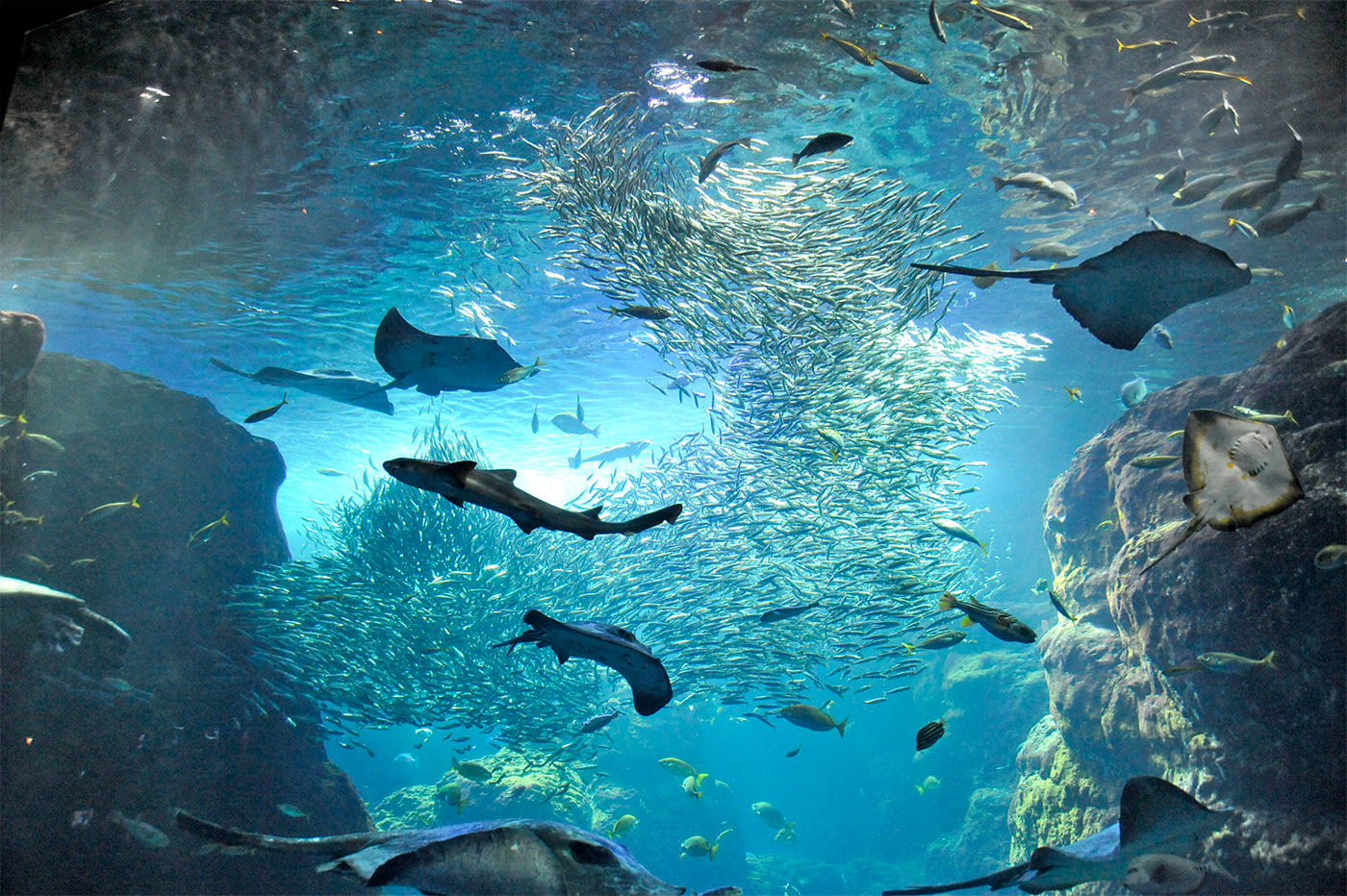 新江ノ島水族館の展示の写真