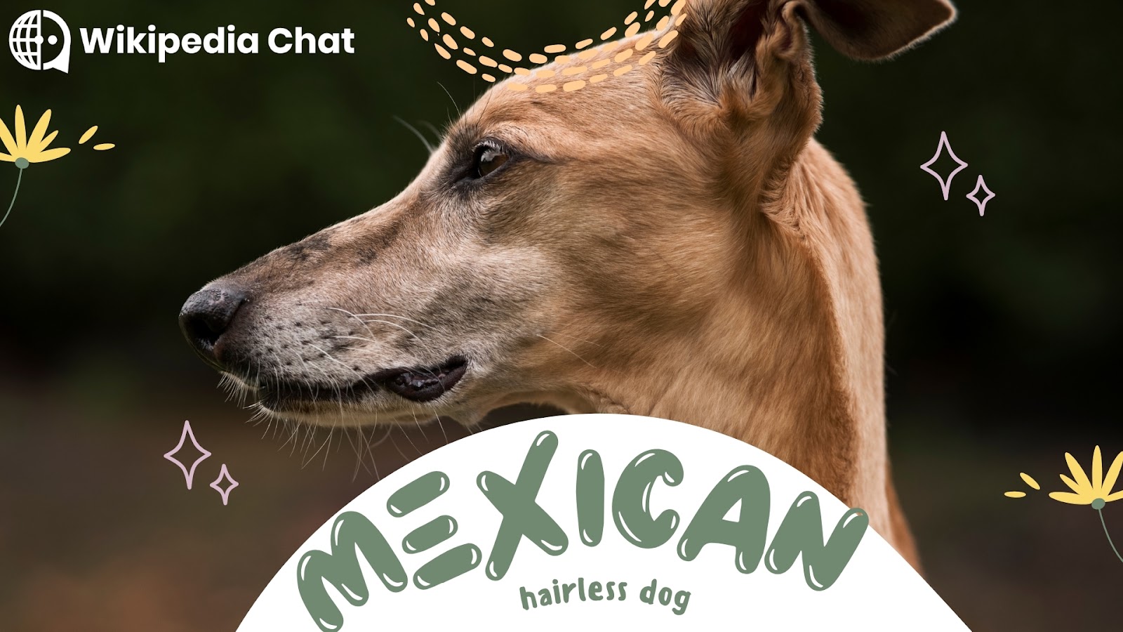 mexican hairless dog