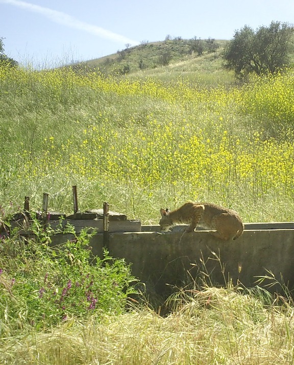 Irvine Ranch Conservancy