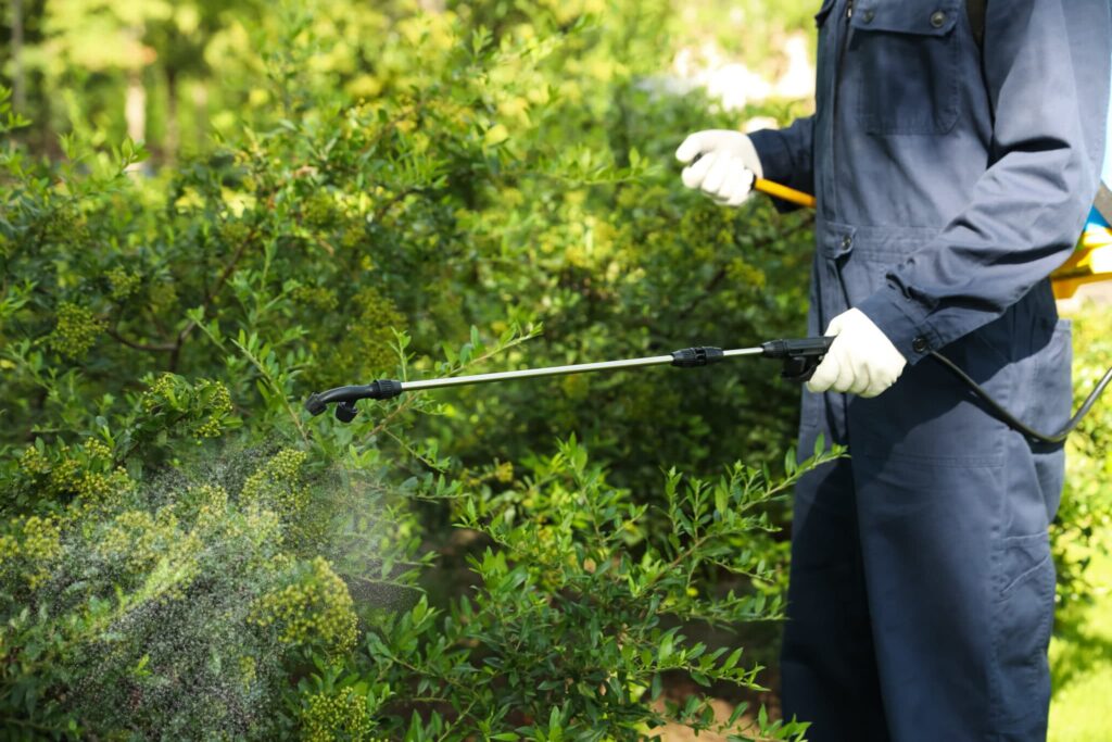 How to mix cedar oil for pest control