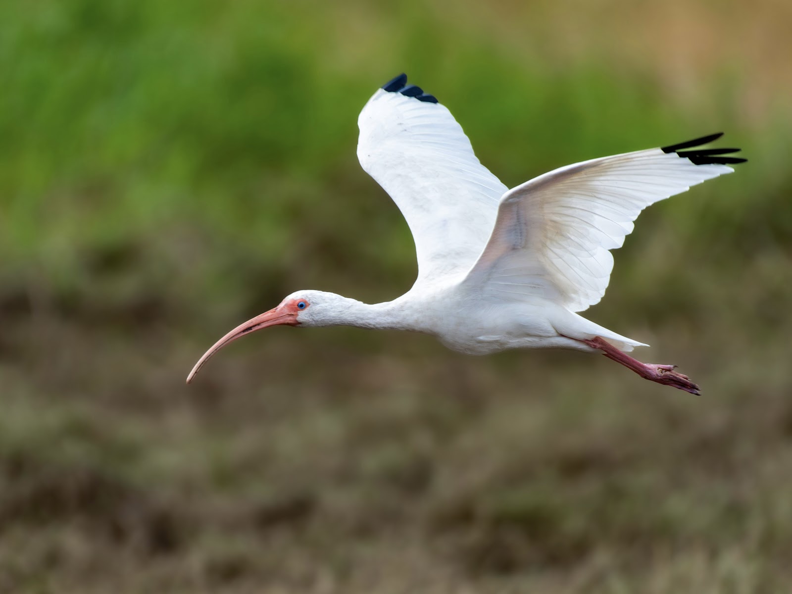 Bird at Florida State Park