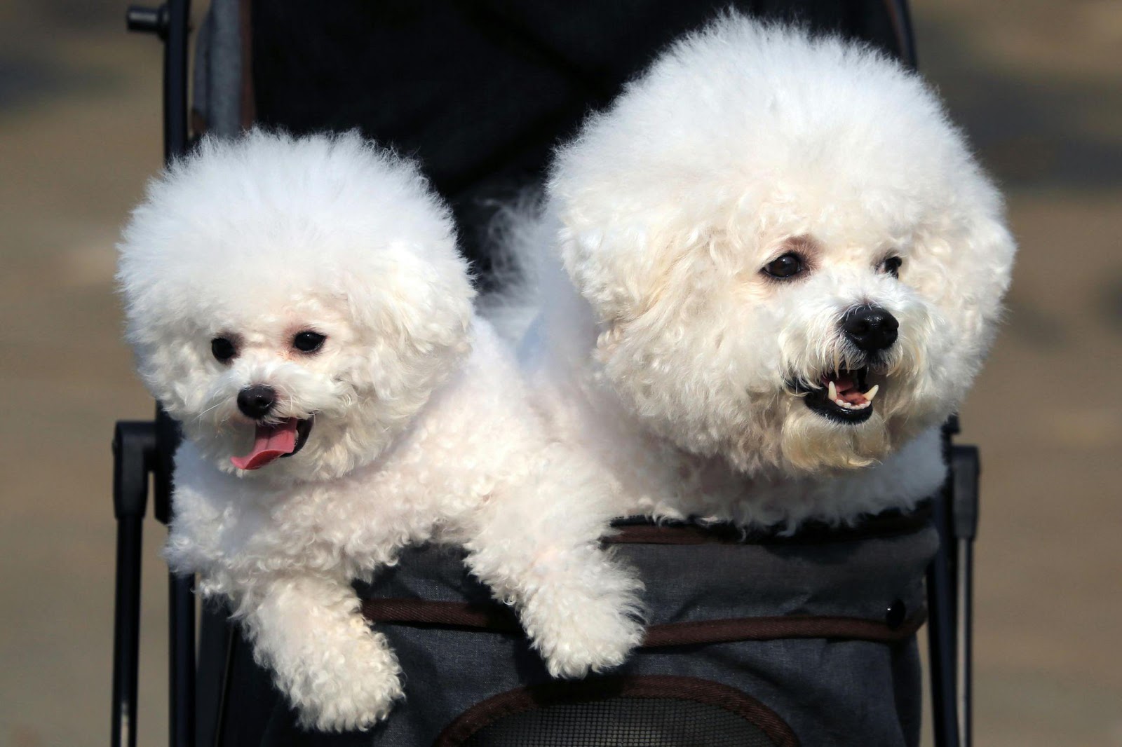 Poodles: The Intelligent Manipulators