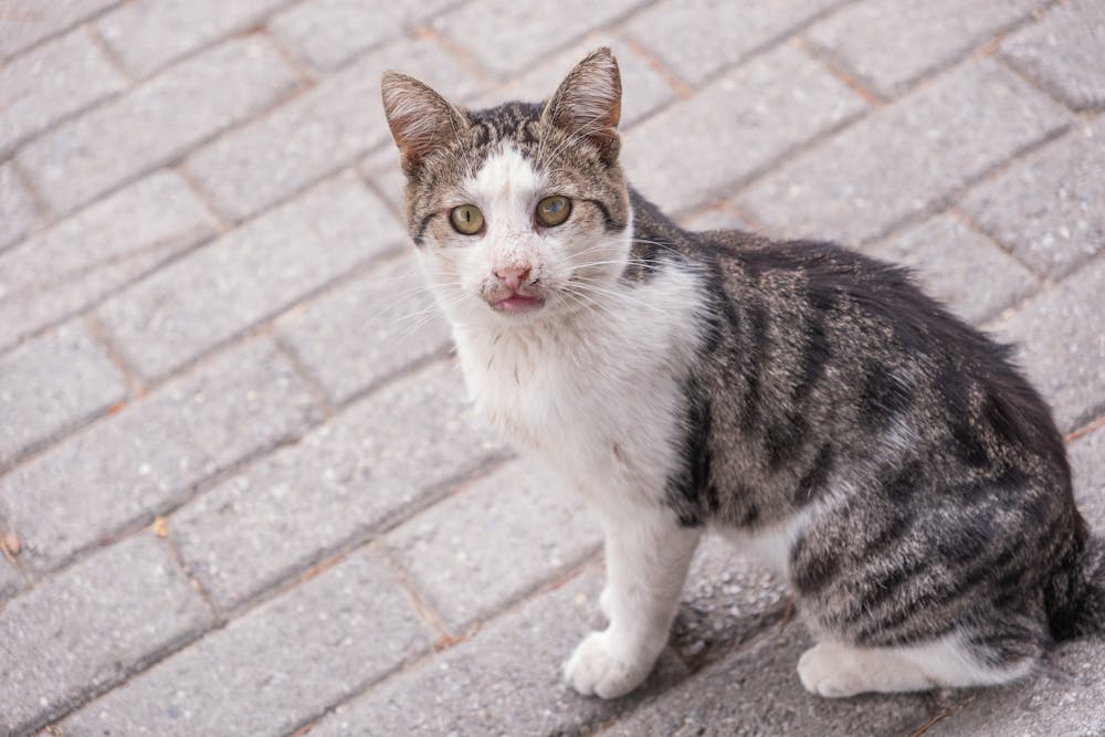 A cat sitting on the ground looking at the camera