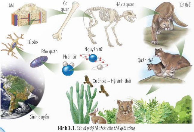 BÀI 3 - CÁC CẤP ĐỘ TỔ CHỨC CỦA THẾ GIỚI SỐNG