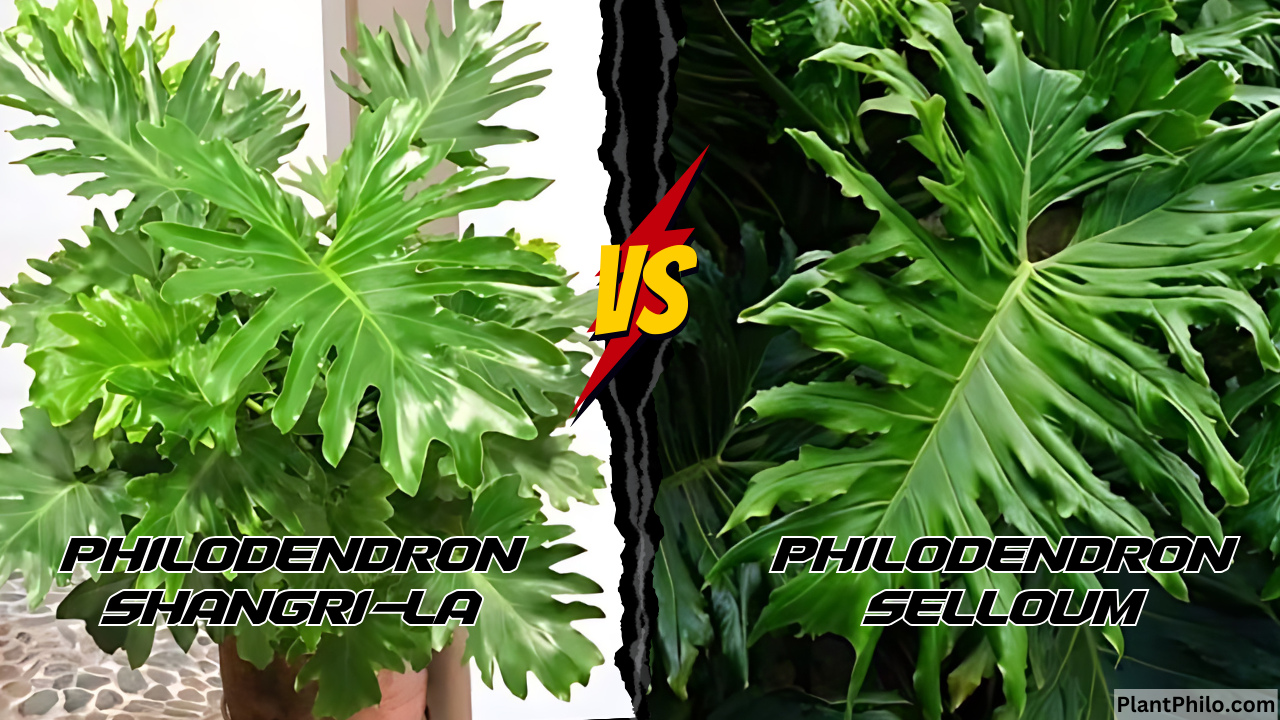 Philodendron Shangri-La and Selloum leaf front side Comparison difference Leaf Shape Color Growth Habit Common Problems and Solutions