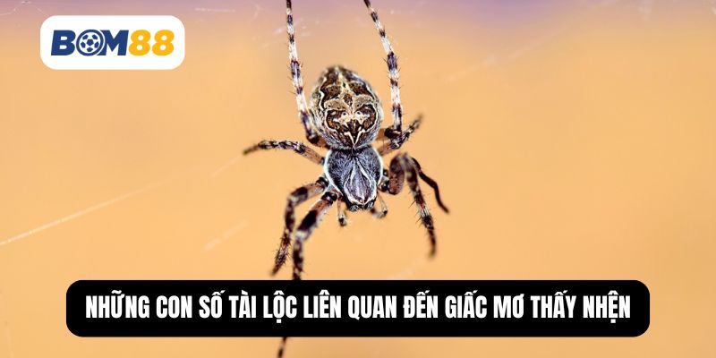 Những con số tài lộc liên quan đến giấc mơ thấy nhện