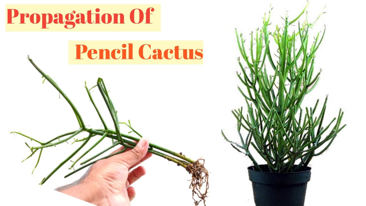 Pencil Cactus Propagation