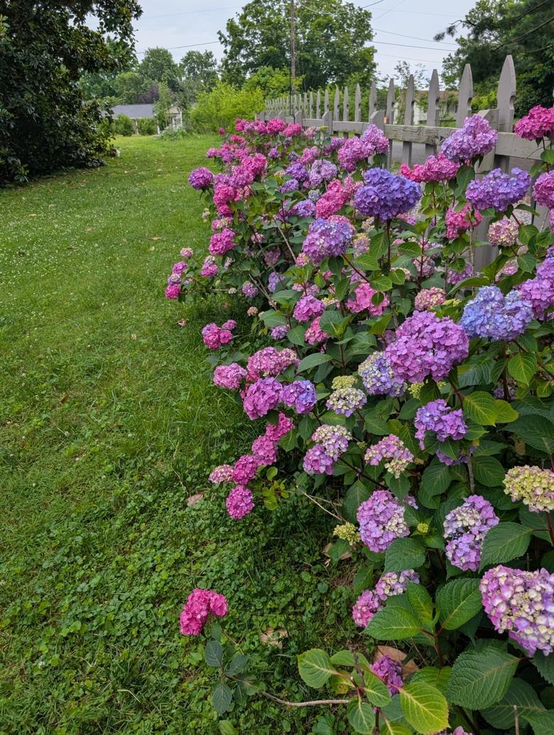 A fence with purple and pink flowers AI-generated content may be incorrect.